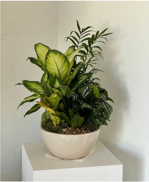 Potted tropical foliage arrangement in a white bowl planter