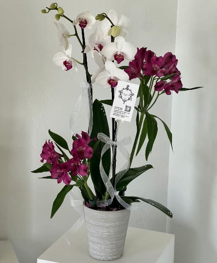 White and magenta orchids in a white pot with ribbon