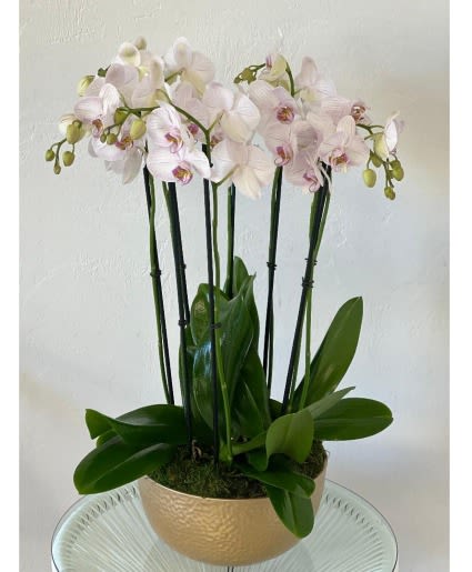 Potted orchid arrangement with pale pink blooms in a gold container