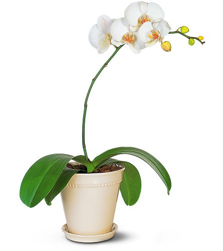 White orchid plant in a beige pot with a saucer