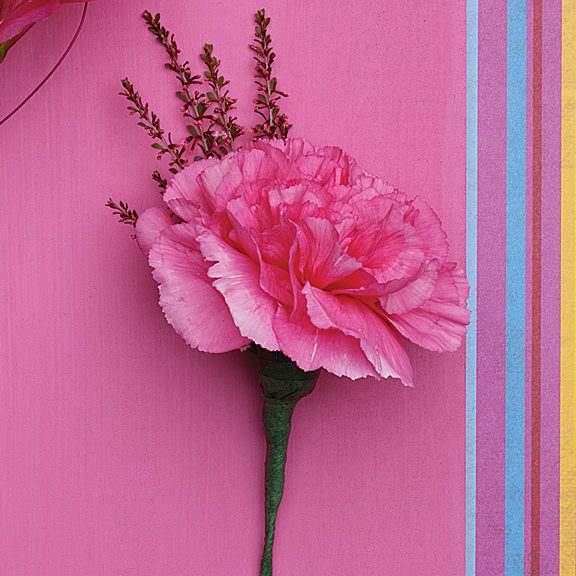 Pink carnation boutonniere on a pink background