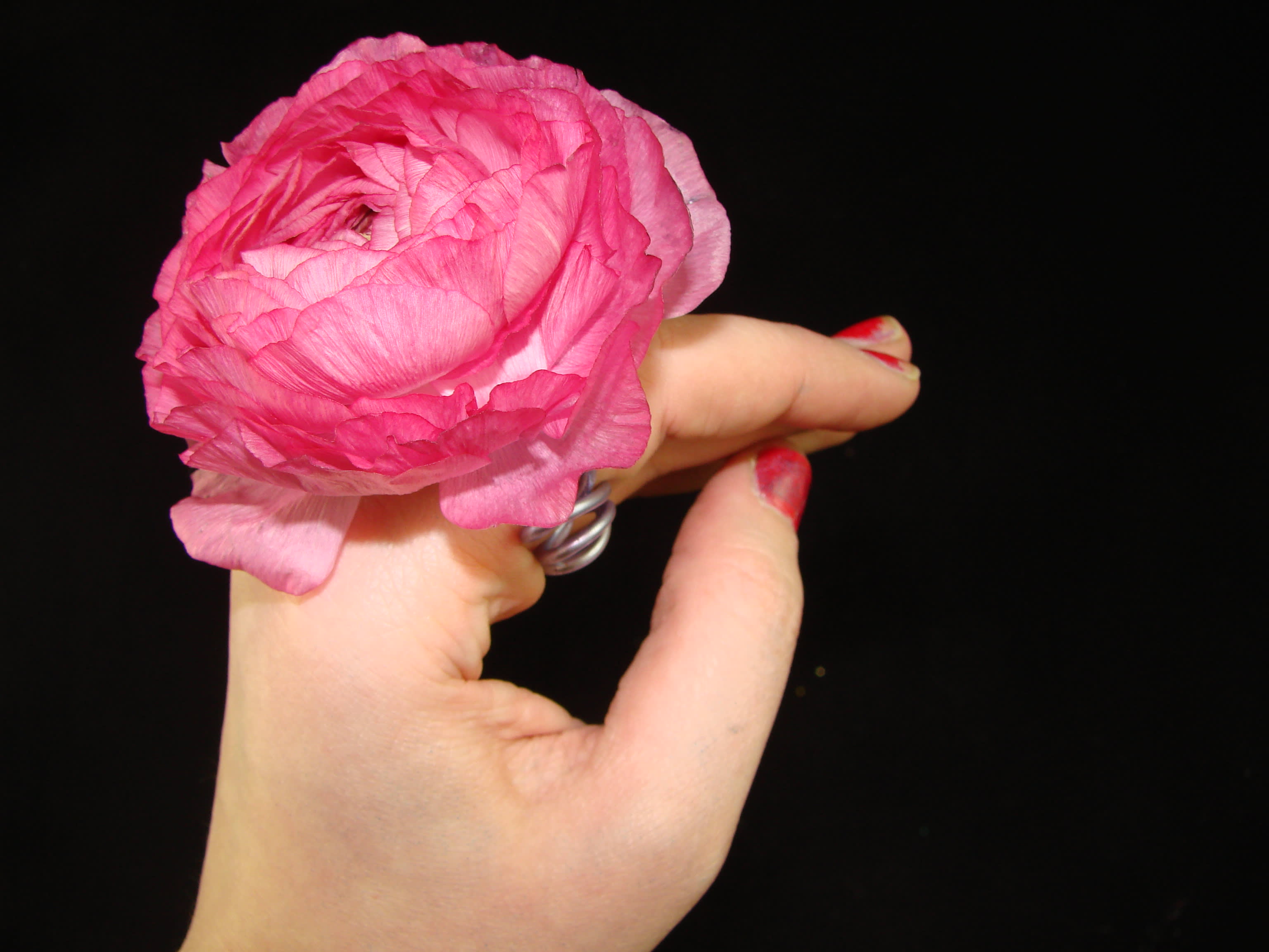 Hand holding a bright pink ranunculus bloom against a black background
