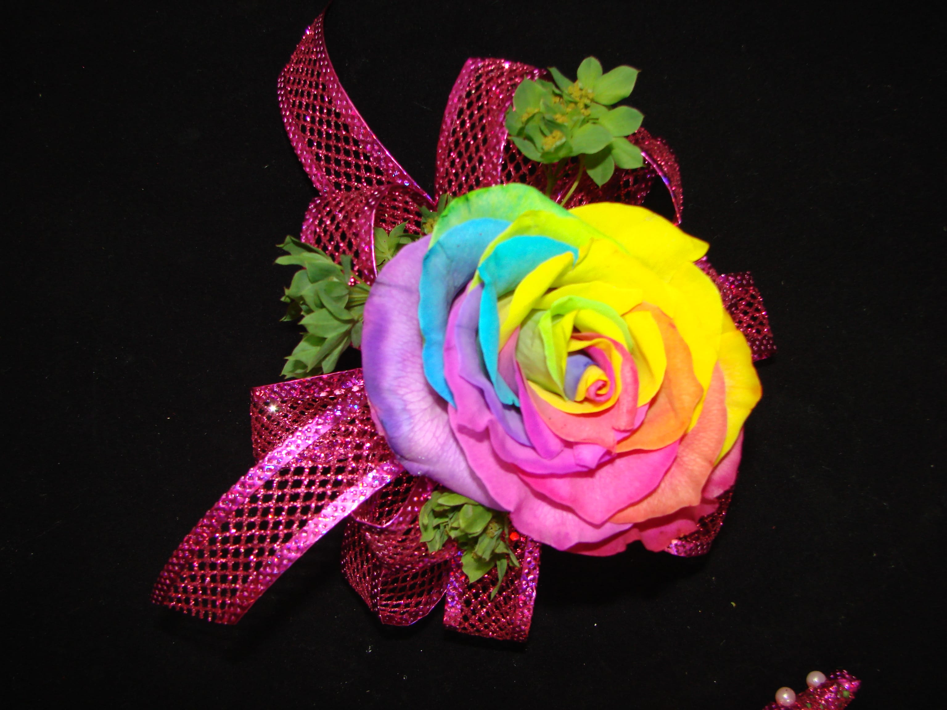 Rainbow-colored rose with pink glitter ribbon on a black background