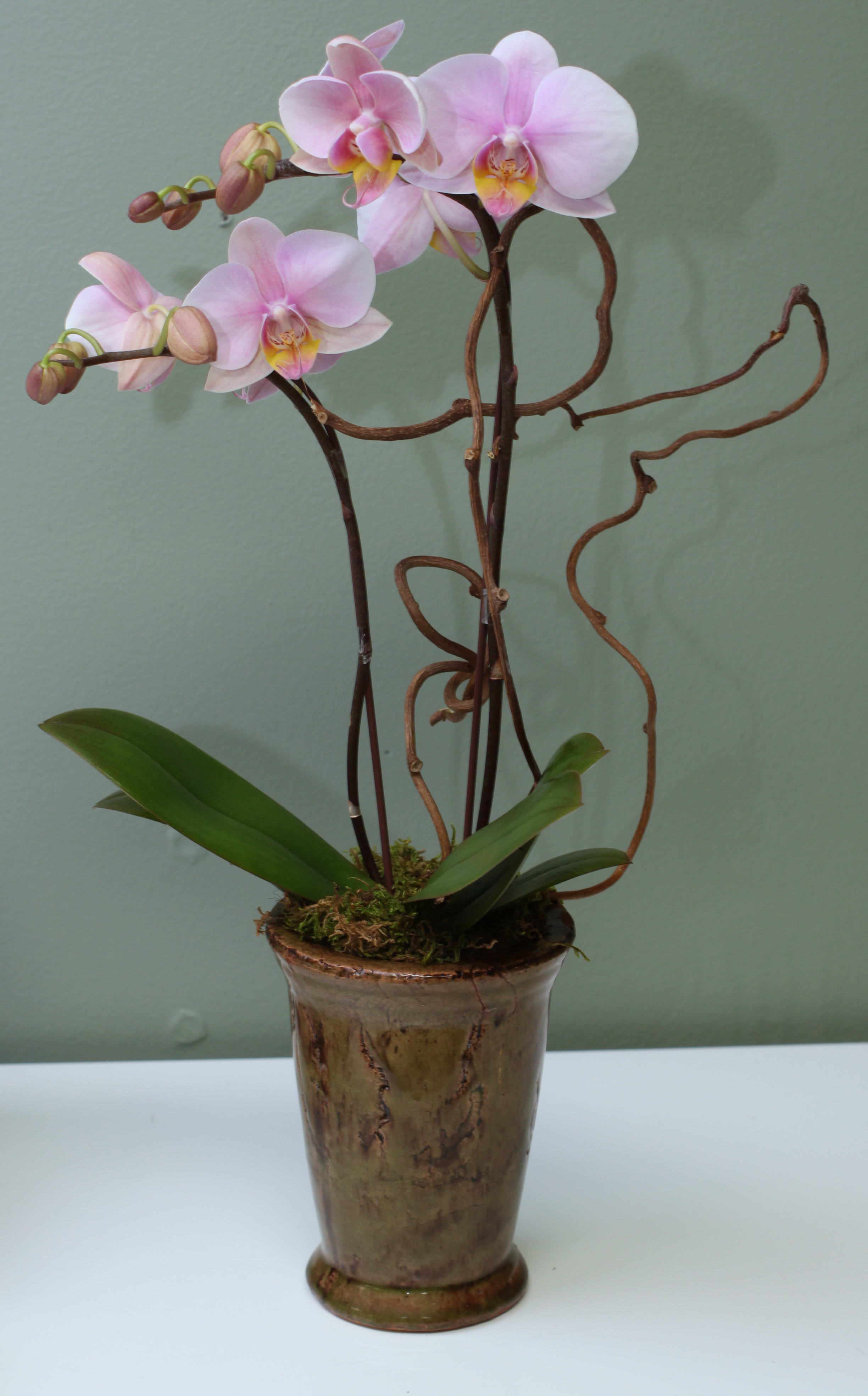 Light Pink Orchids - Light Pink Orchids for the Desk