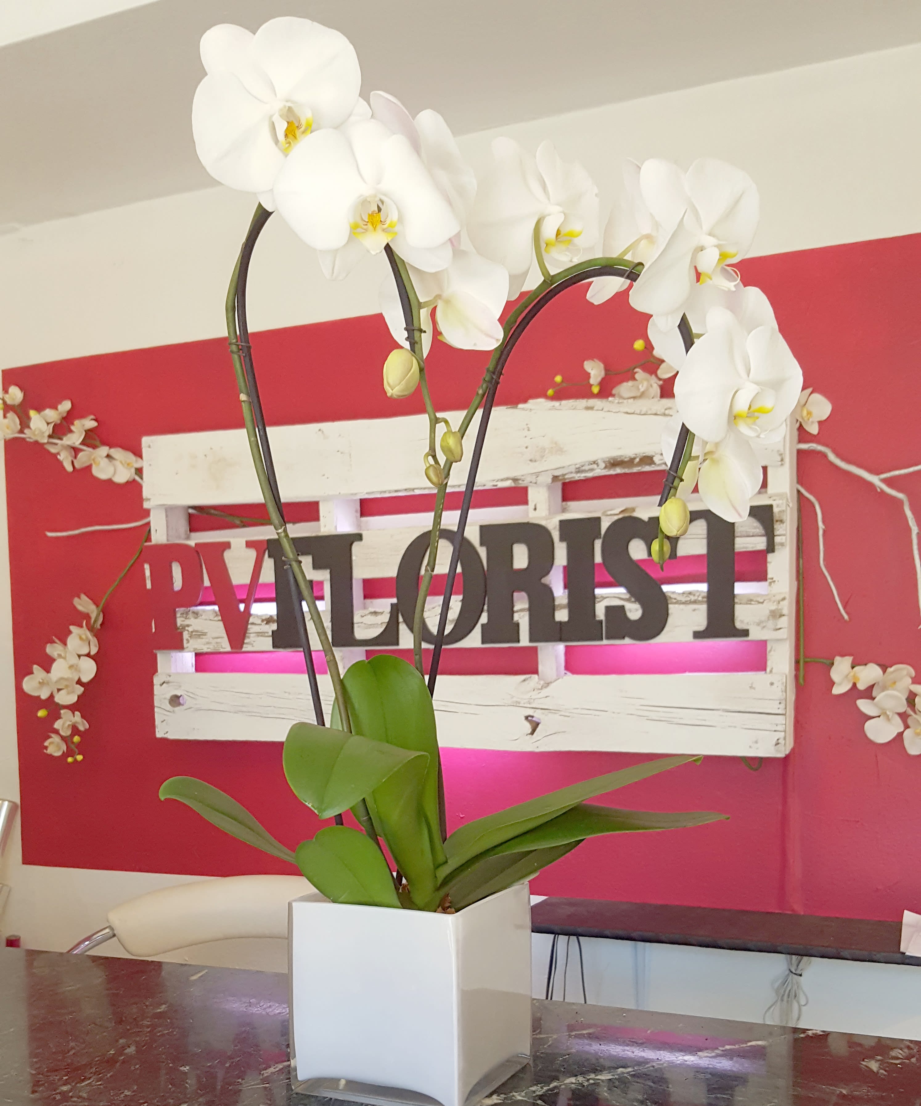 White orchid plant in a square white pot