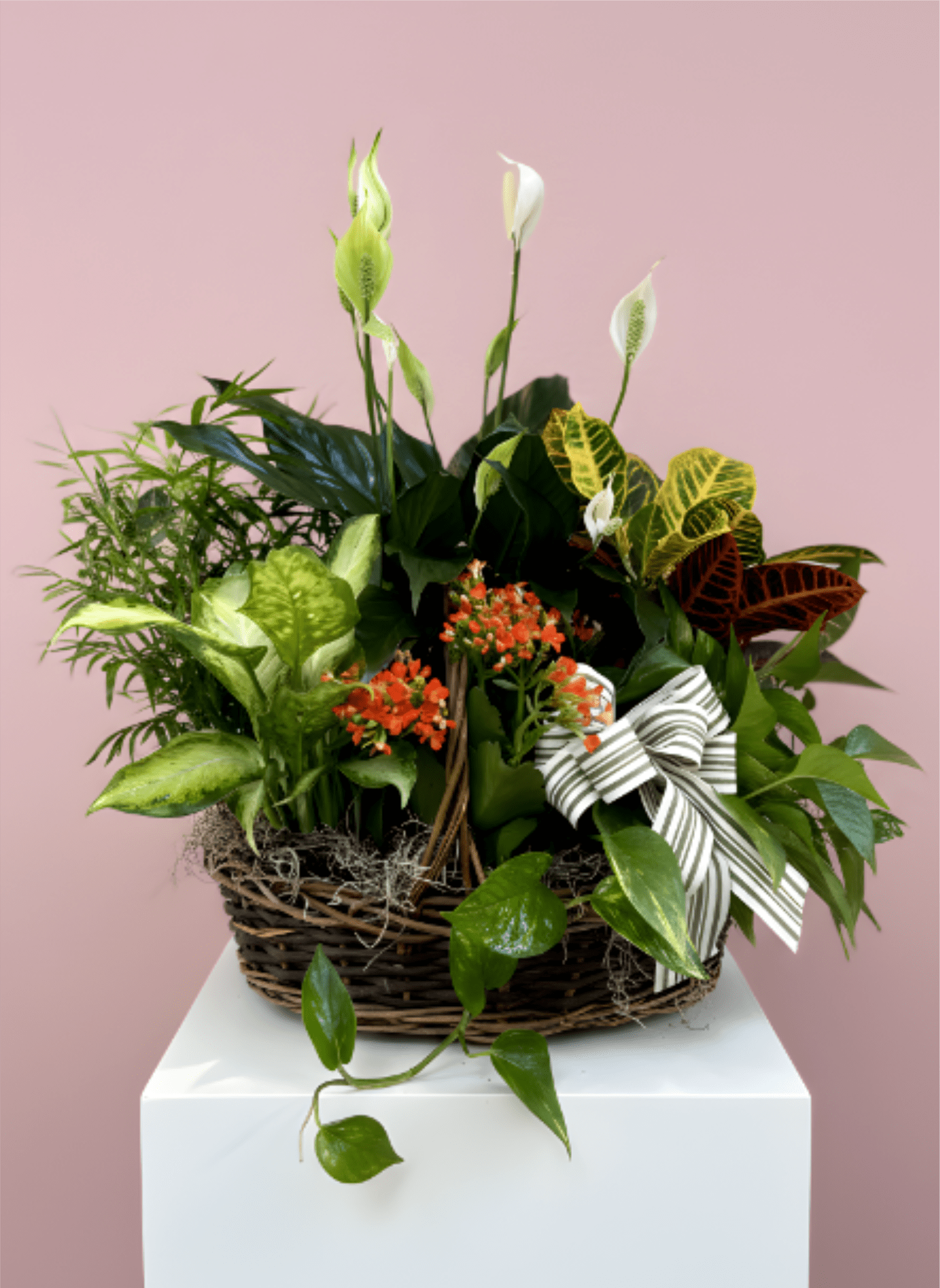 Gorgeous Garden Basket - Our Gorgeous Garden is a lush European-style basket filled with an assortment of easy to care for green and blooming plants, accented with seasonal textures and a rustic bow.