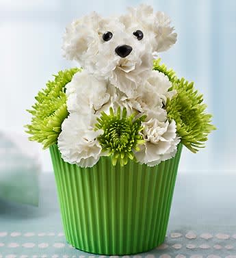Pup-cake in Bloom - Product ID: 91997  EXCLUSIVE A dog-gone great gift that unleashes beautiful smiles. Our exclusive floral canine cupcake, hand-crafted from fresh mini carnations and poms, combines our playful a-DOG-able arrangement with our trendy cupcake-shaped surprise for a single serving of truly original fun. a-DOG-able arrangement of the freshest white carnations, accented with playful green poms Hand-designed by our expert in a green cupcake cup container; measures 2.75"H Arrives in our exclusive cupcake box packaging Arrangement measures approximately 7"H x 5"L Our florists select the freshest flowers available so colors and varieties may vary