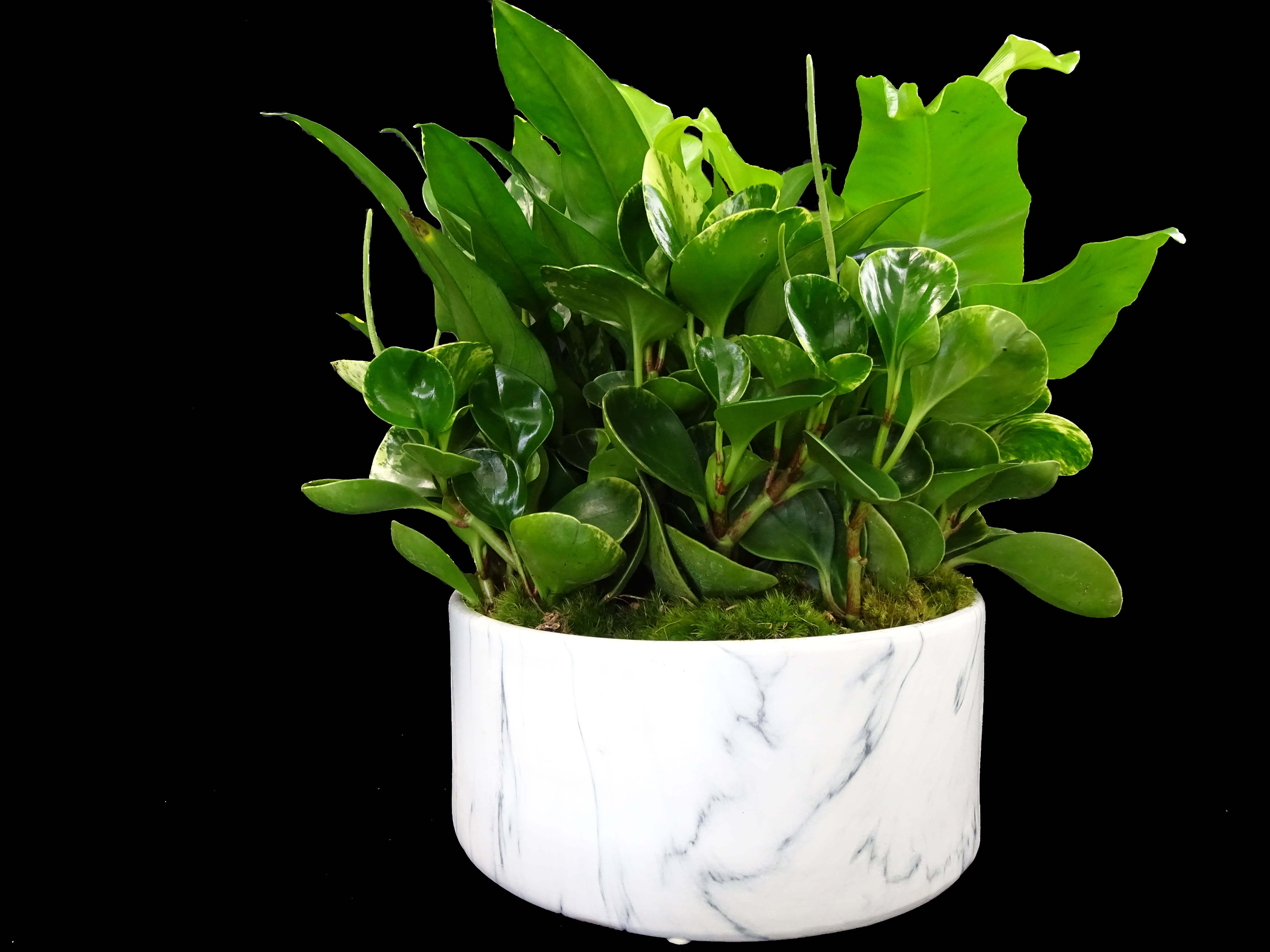 Potted green plant in a white marble-patterned container