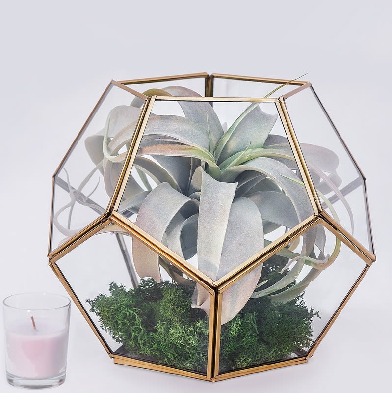 Air plant in a geometric glass terrarium with moss