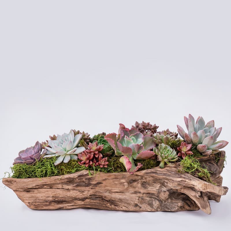 Succulent arrangement in a rustic wooden planter