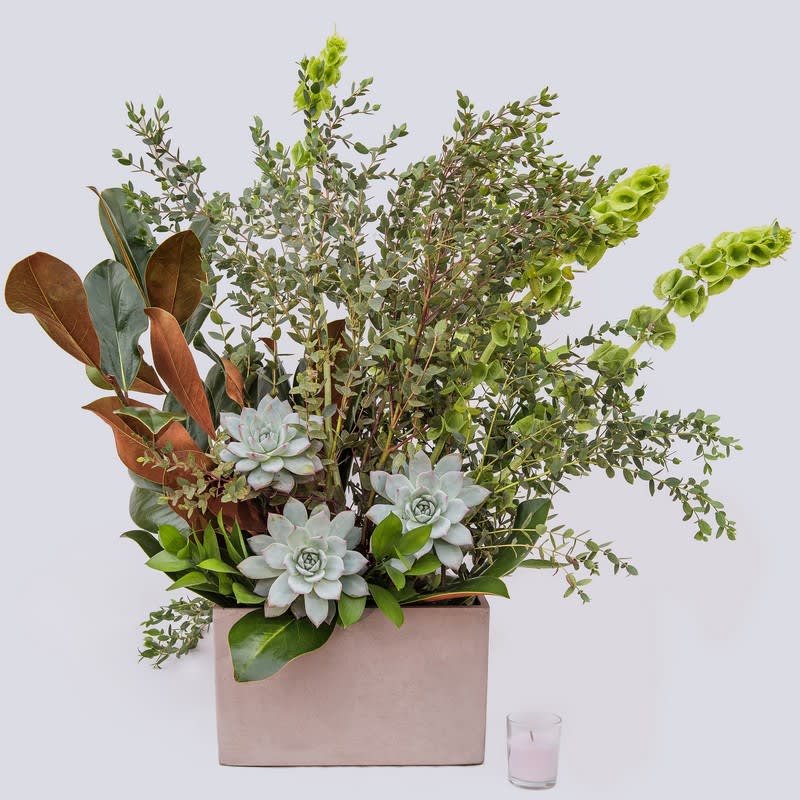 Daily Greens  - Succulents, bells of Ireland, magnolia leaves, concrete container