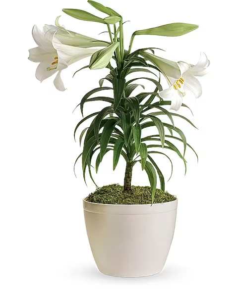 Easter Lily Plant - This classically beautiful white lily plant with its long, graceful leaves is the perfect choice for Easter or spring celebrations. One white Easter lily arrives in a decorative container