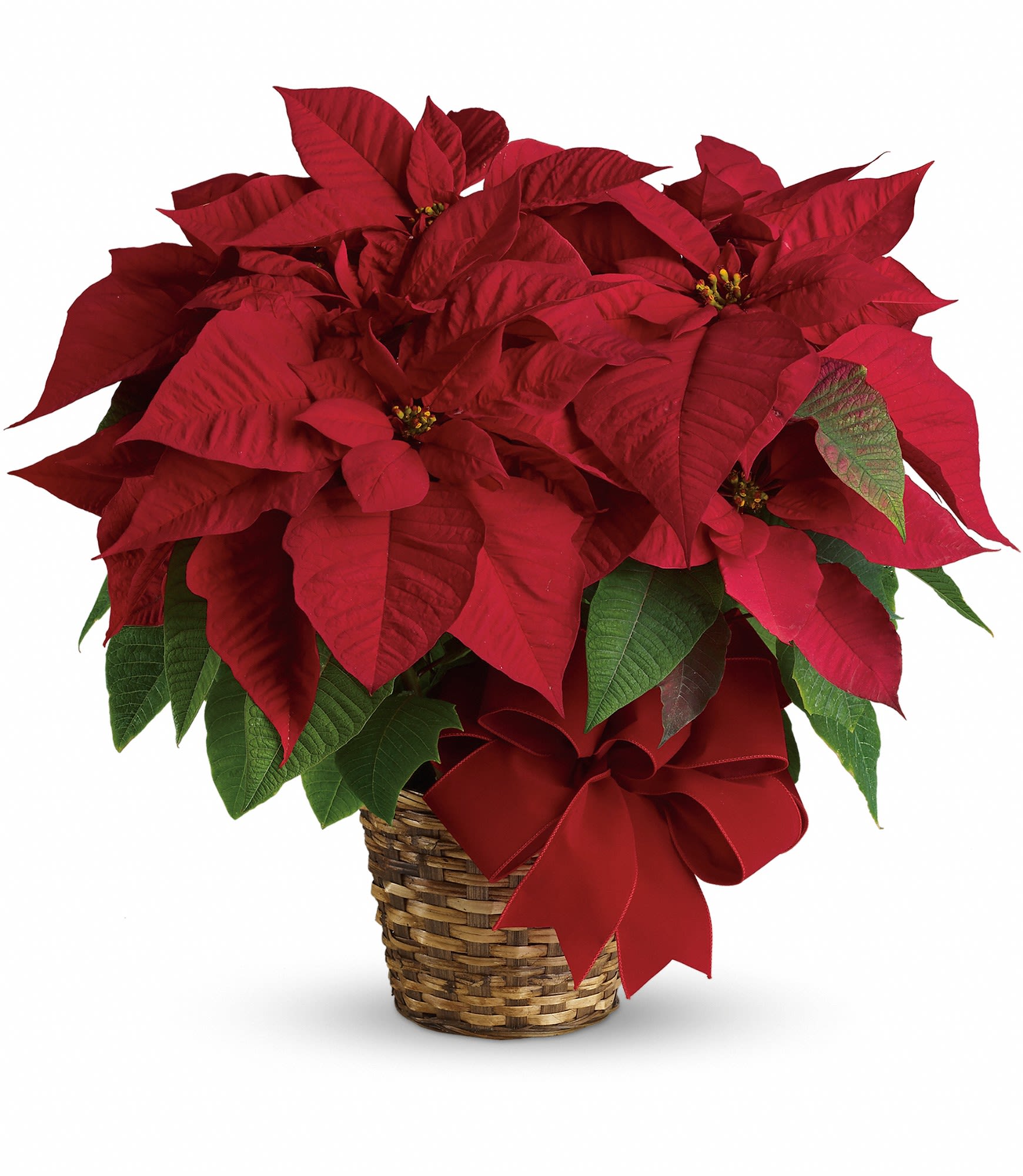 Red Poinsettia - A red poinsettia is delivered in a natural basket that is wrapped with a beautiful red velvet ribbon. A timeless classic! Approximately 23 1/2" W x 22 1/2" H. T122-1A 