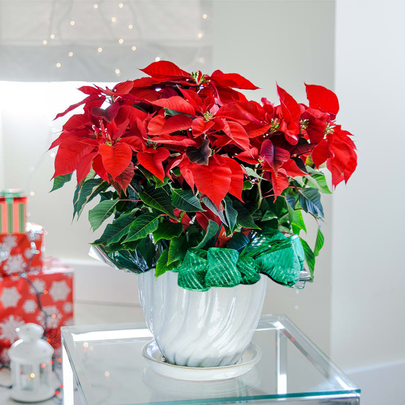 Extra Large Red Poinsettia Plant - The star-shaped blooms of the poinsettia plant are an enduring symbol of the holiday season. Warm the homes of your loved ones with the color and sentiment of the season of giving. Container and decorative bow may vary.     Poinsettia Care Tip: Water regularly and drain well to avoid excess moisture.