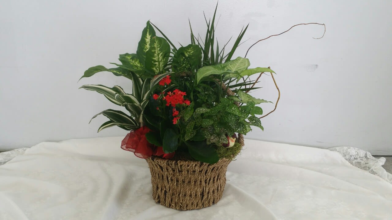Mixed green plant arrangement with small red flowers in a woven basket