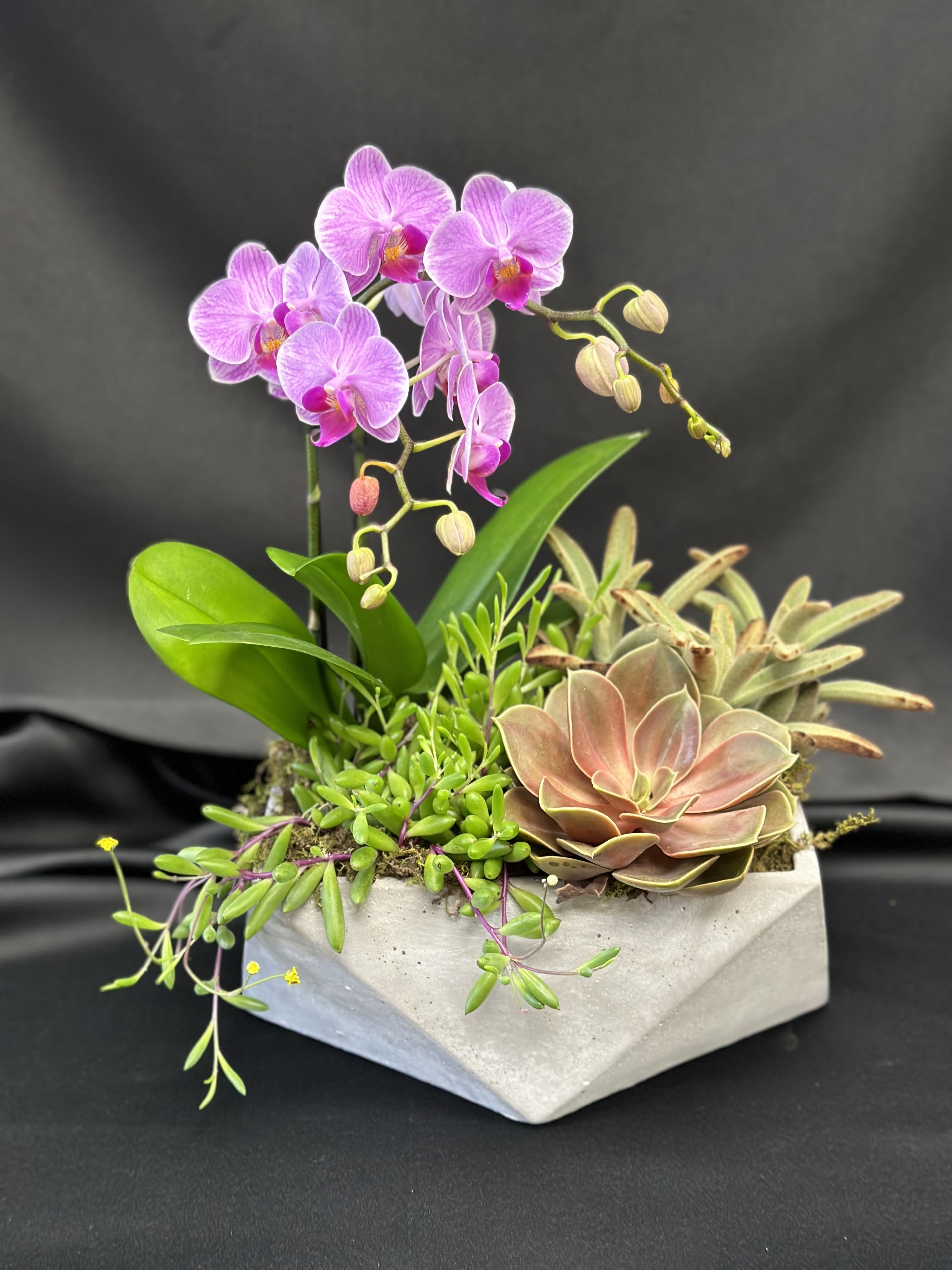 Pink orchid and succulents arranged in a concrete planter