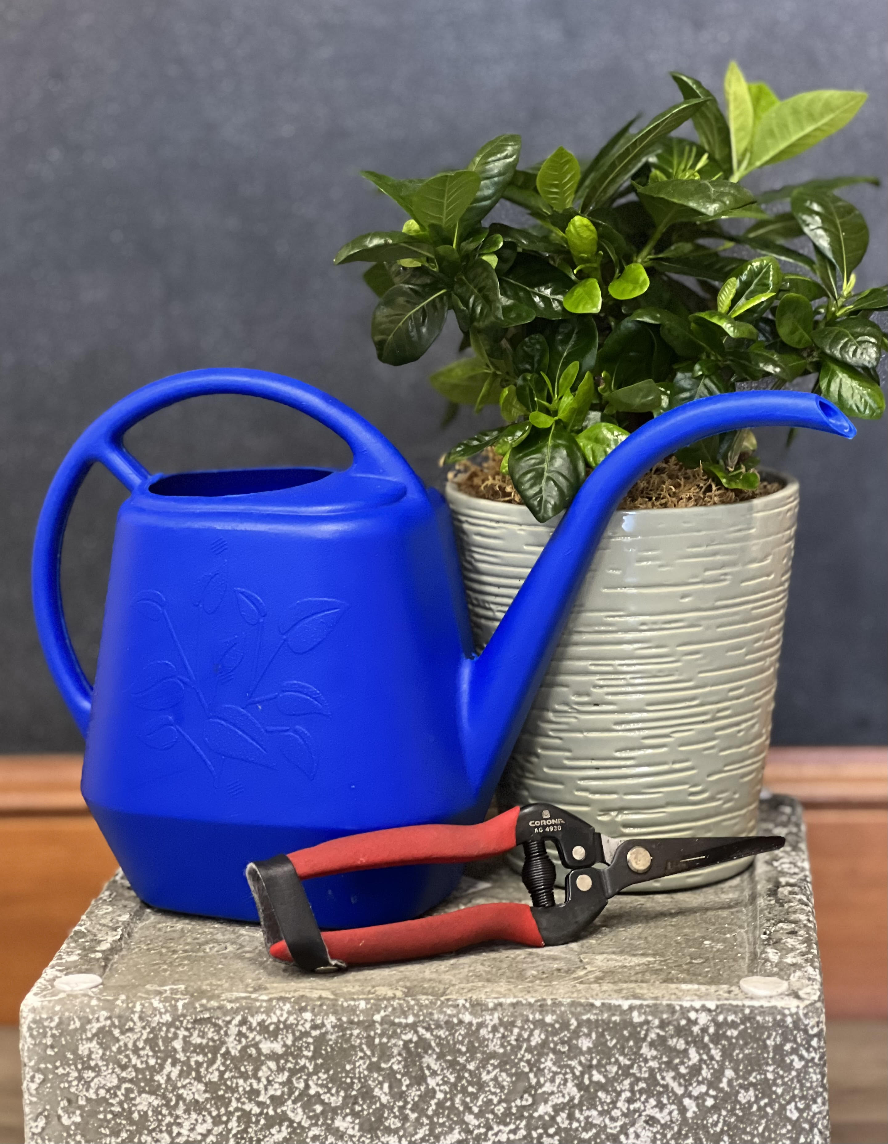 Potted green plant with a blue watering can and pruning shears