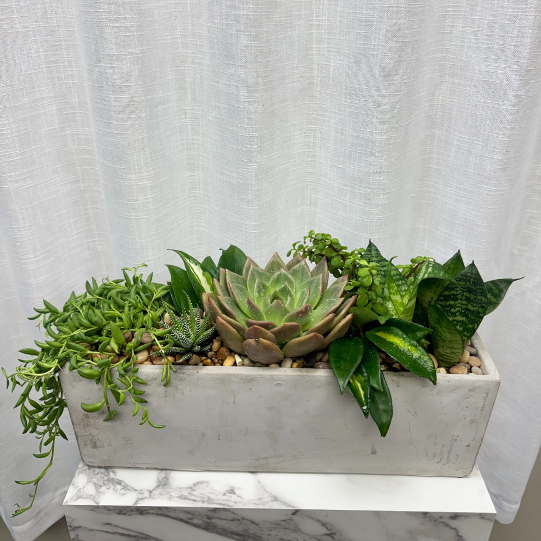 Succulent arrangement in a rectangular concrete planter