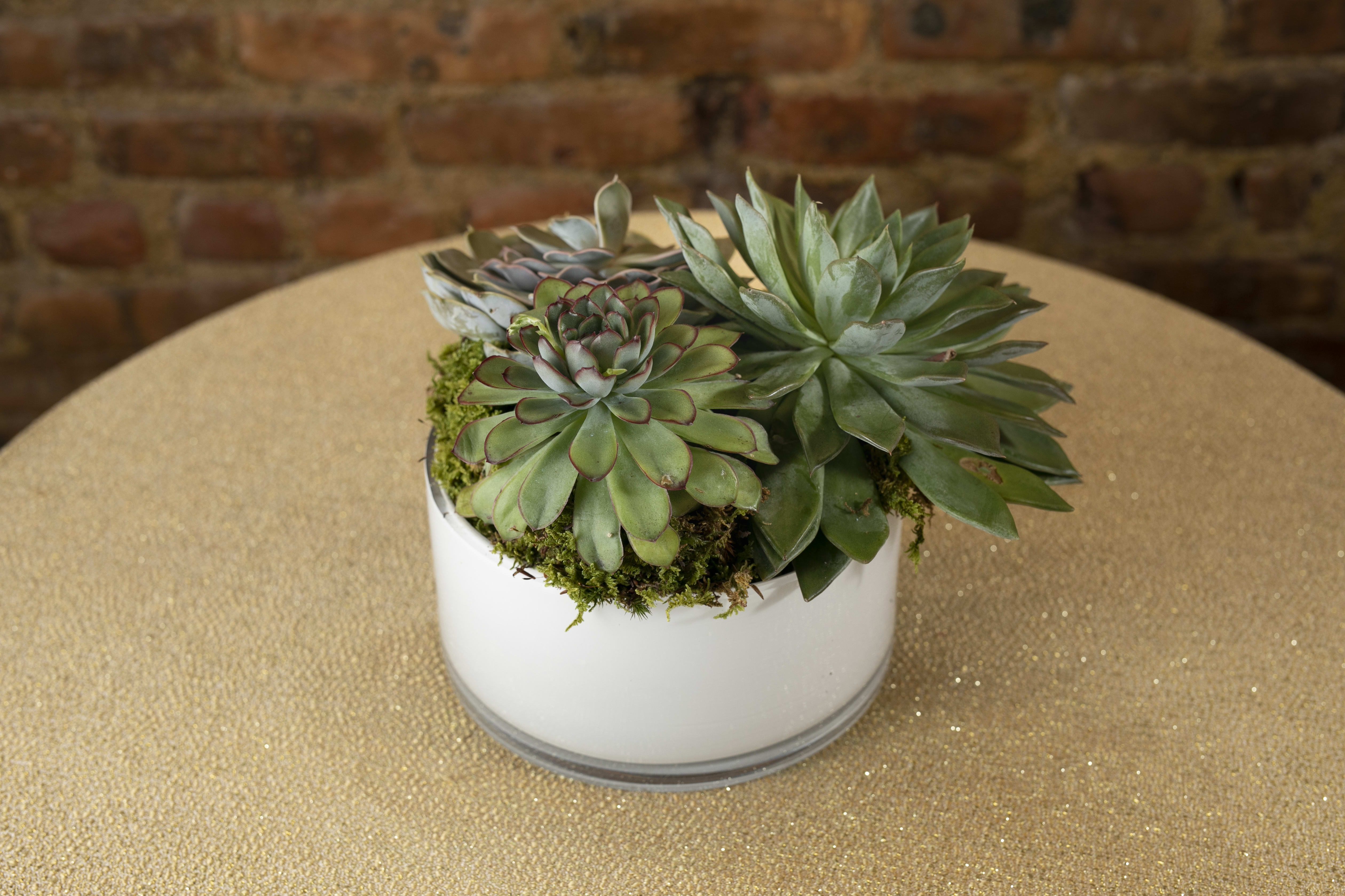 Succulent arrangement in a white round container