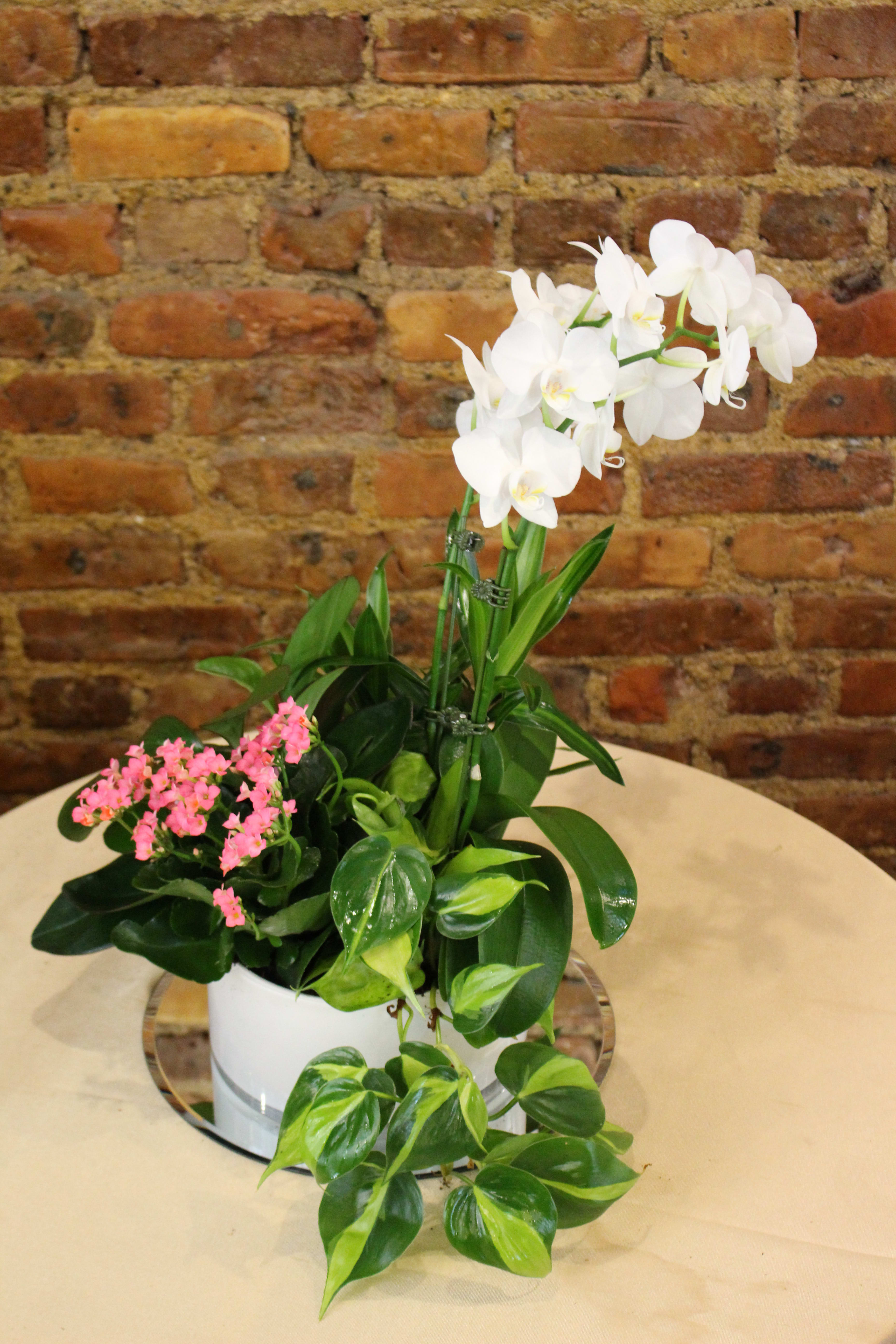 White orchid plant with pink flowers in a white pot