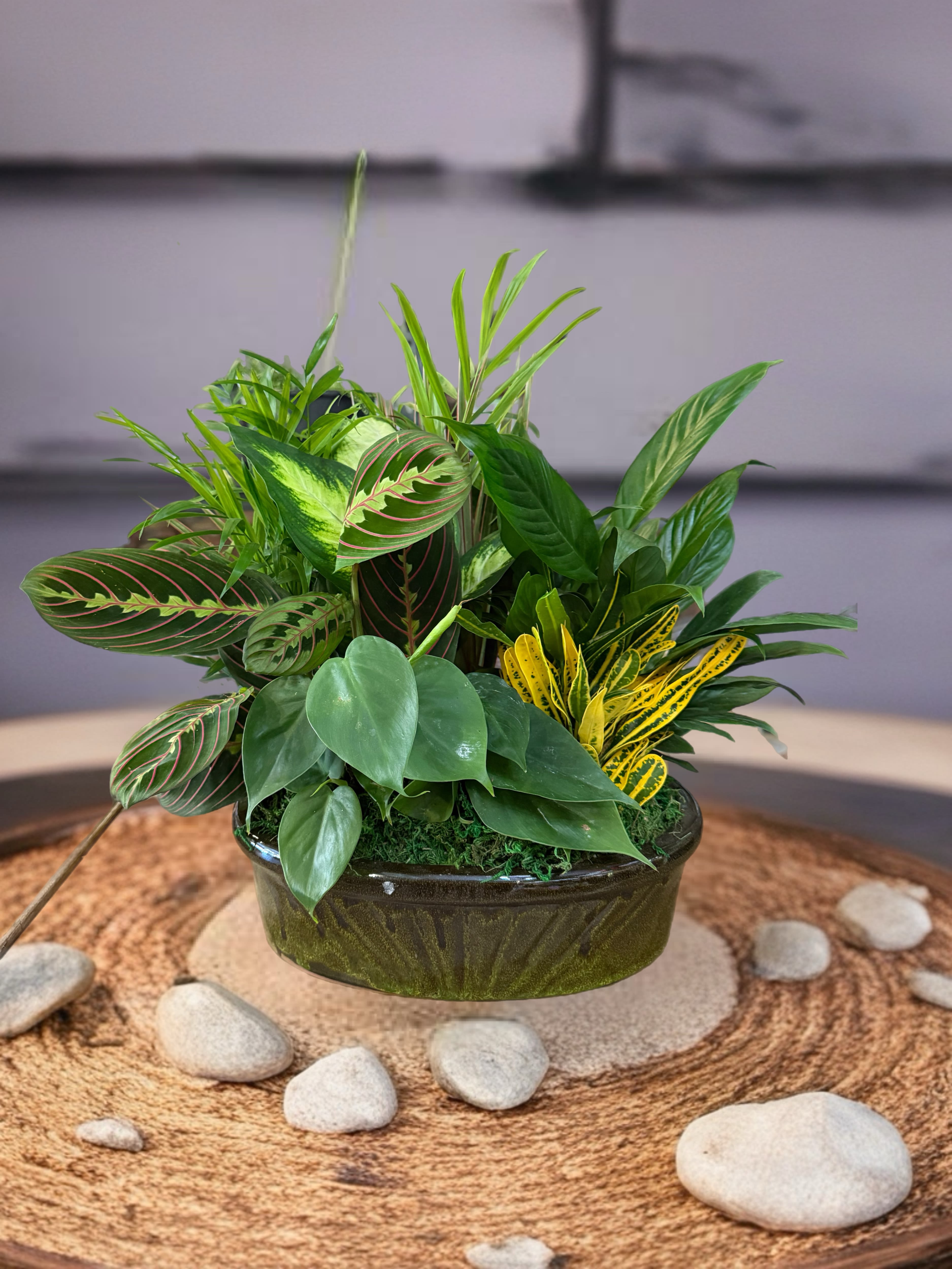 Mixed potted plant arrangement in a dark ceramic bowl