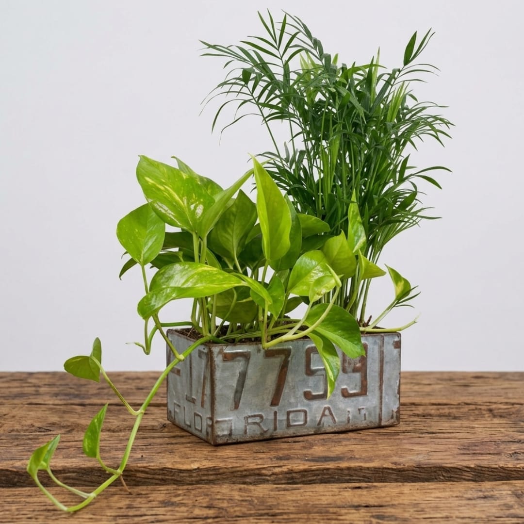 Potted green houseplants in a rectangular metal container on a wooden surface
