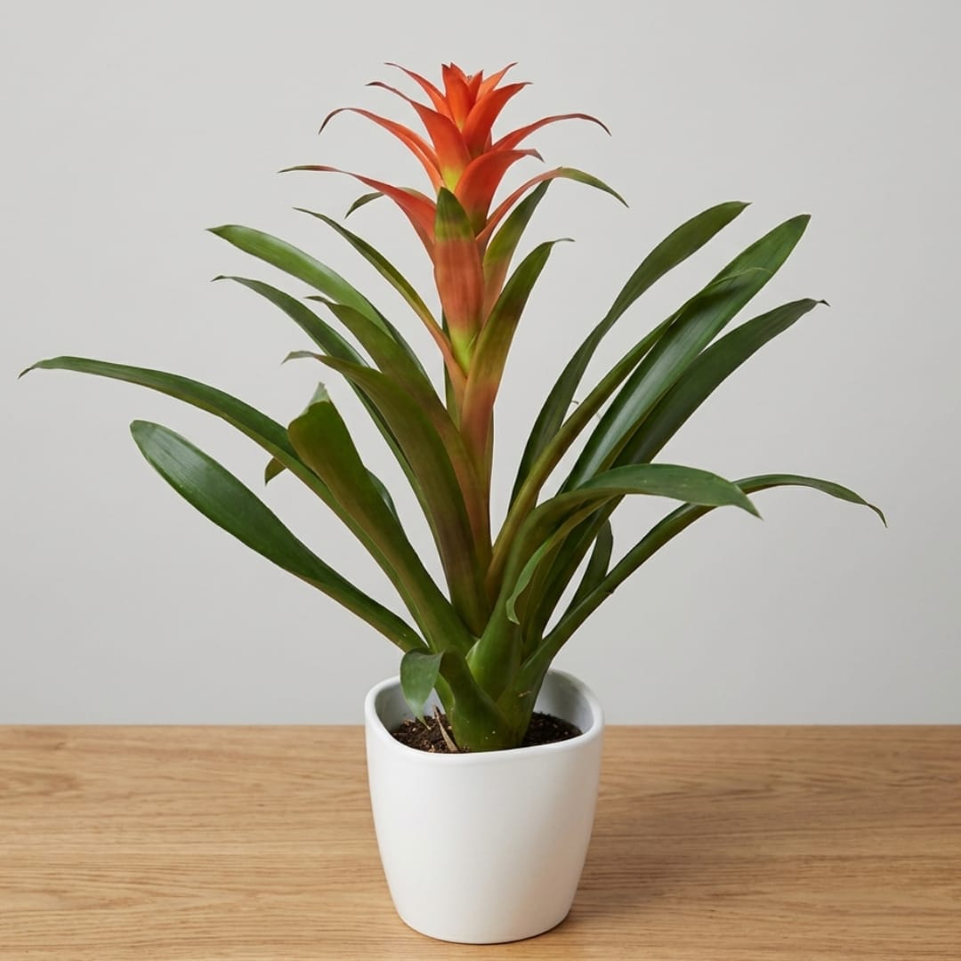 Potted bromeliad with orange-red bloom in a white ceramic pot
