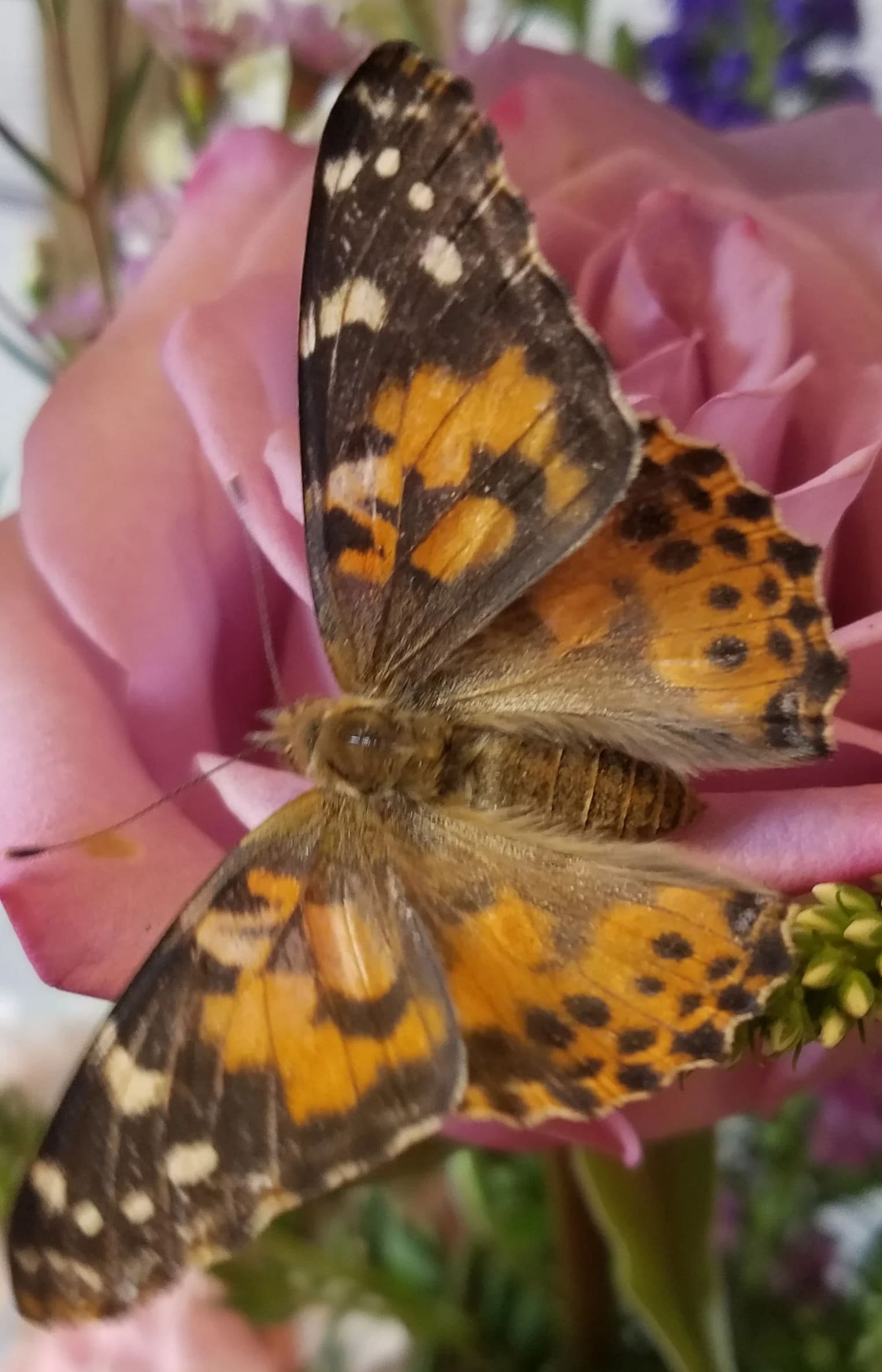 1 Dozen Butterflies for Release - A sweet little box filled with 12 live painted lady butterflies for release! Make a wish and let them fly! Send someone the joy of a live butterfly release! Butterflies will arrive in a small 4" square box with a viewing window. Butterflies should be released within 24 hours of receipt.