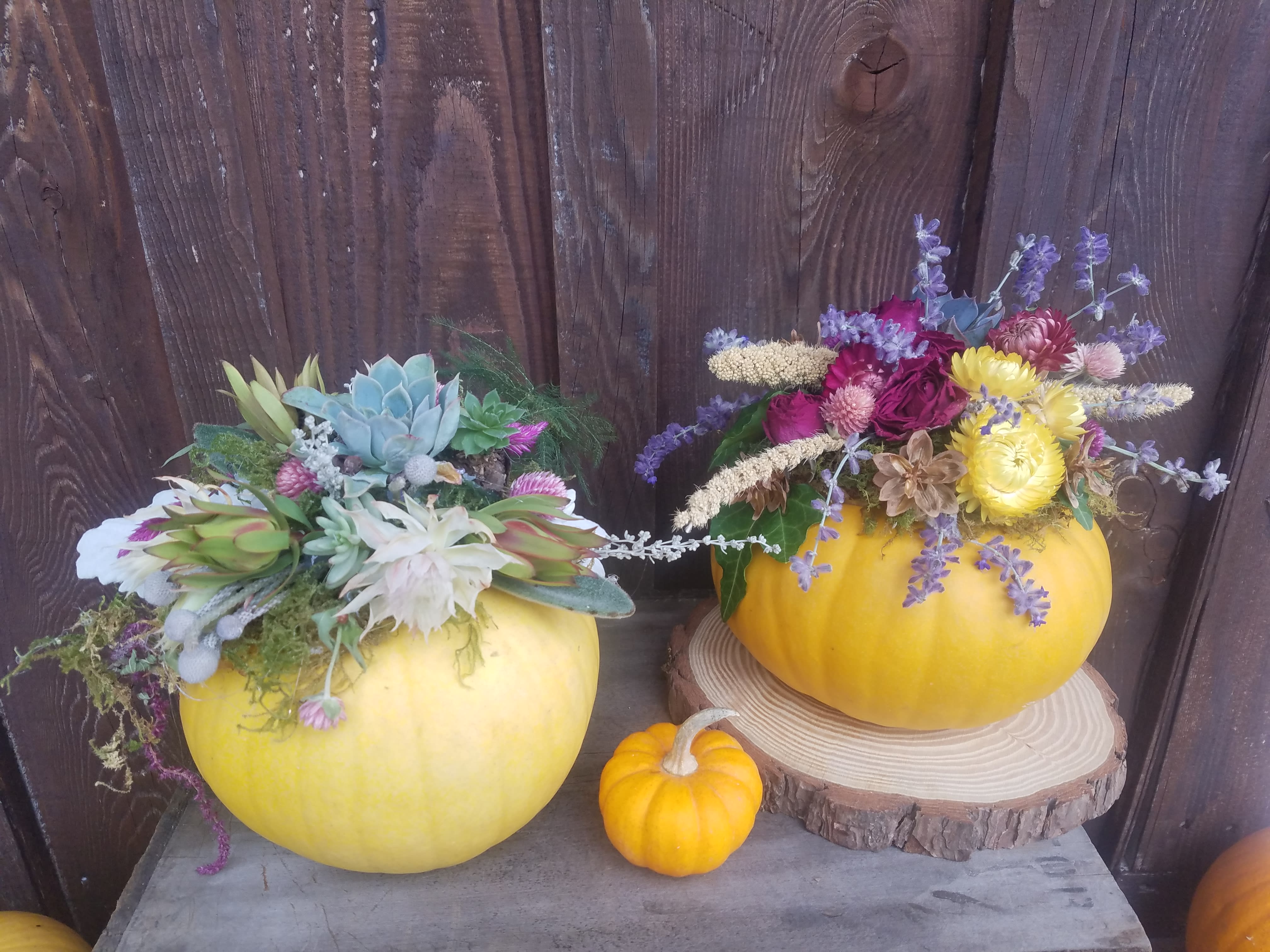 The Pump-culent - Pumpkin with Succulents! - Long lasting unique gifts are created using real pumpkins, decorated with fresh and dried natural pieces and include live succulents! These cute arrangements will last well through fall and the succulents can be moved and saved and will continue to grow. Available in an assortment colors/styles, each one will be unique and different!