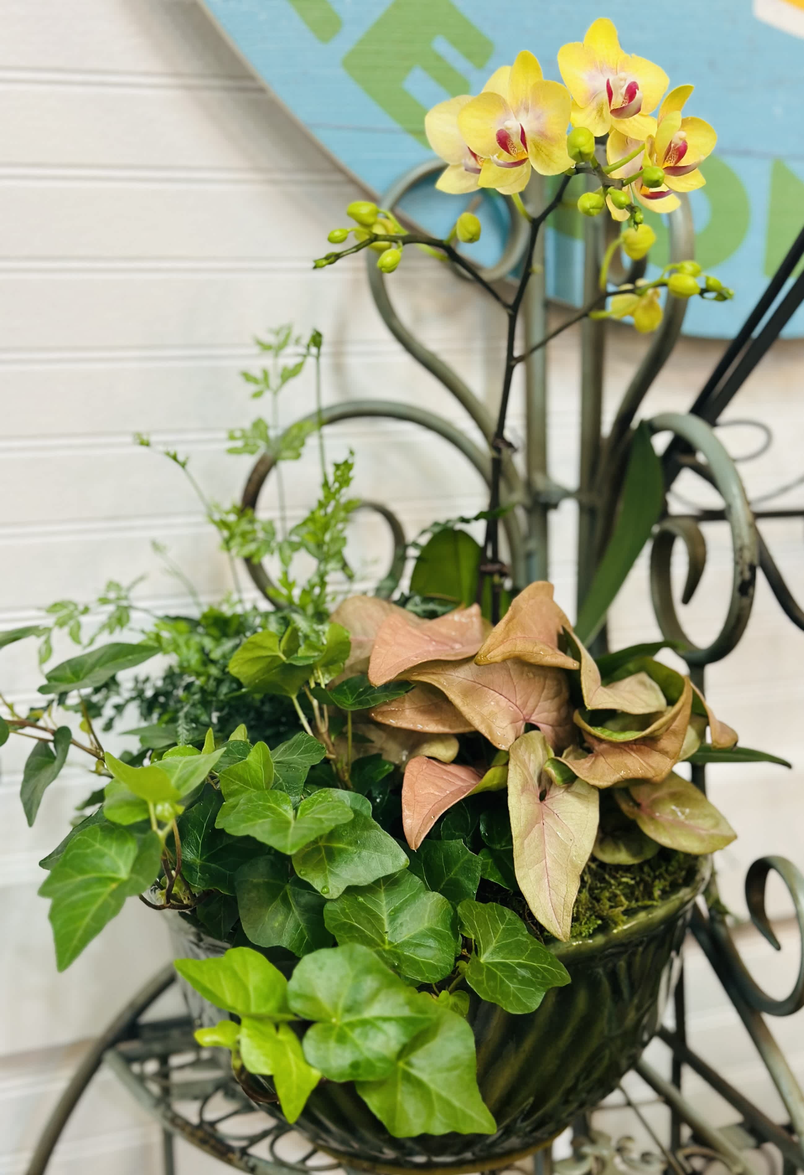 Potted orchid with ivy and syngonium in a decorative container