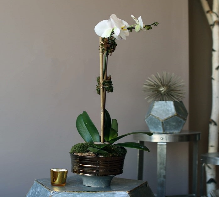 White orchid arrangement in a dark pot on a pedestal
