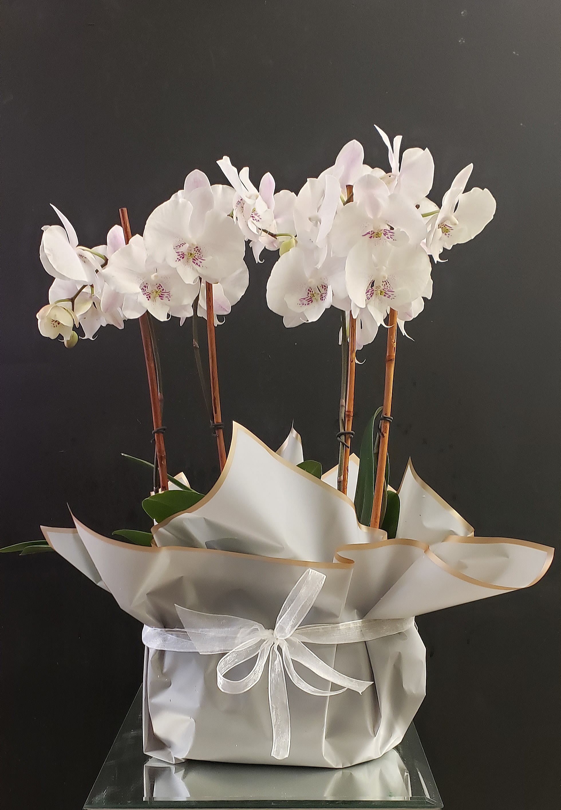 Potted white orchid plant with multiple stems wrapped in white paper and tied with a sheer ribbon