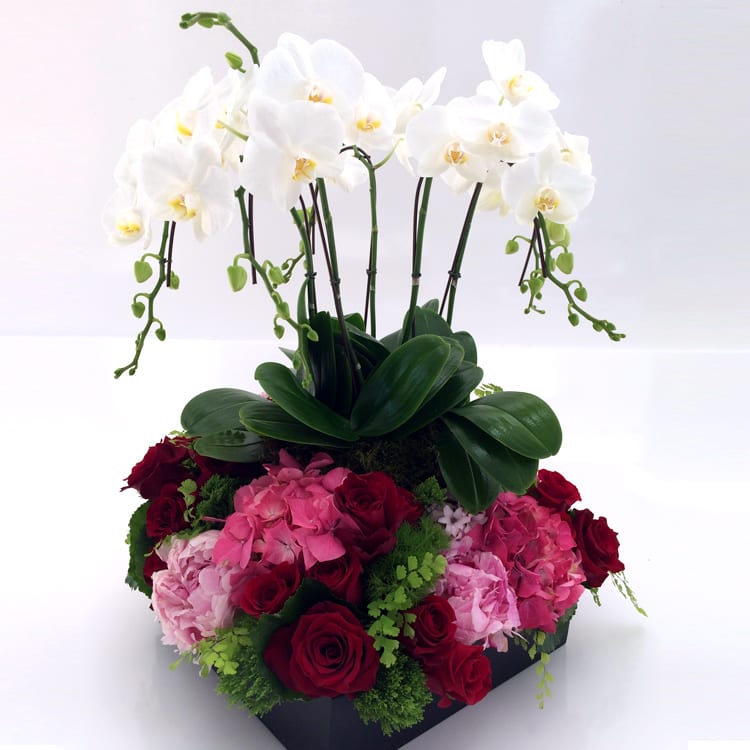 For my Love - Filled with over two dozen red roses  and Hydrangeas and Long Lasting Orchid Plants. this Arrangement is just to make sure your Partner knows that you love her or him. 