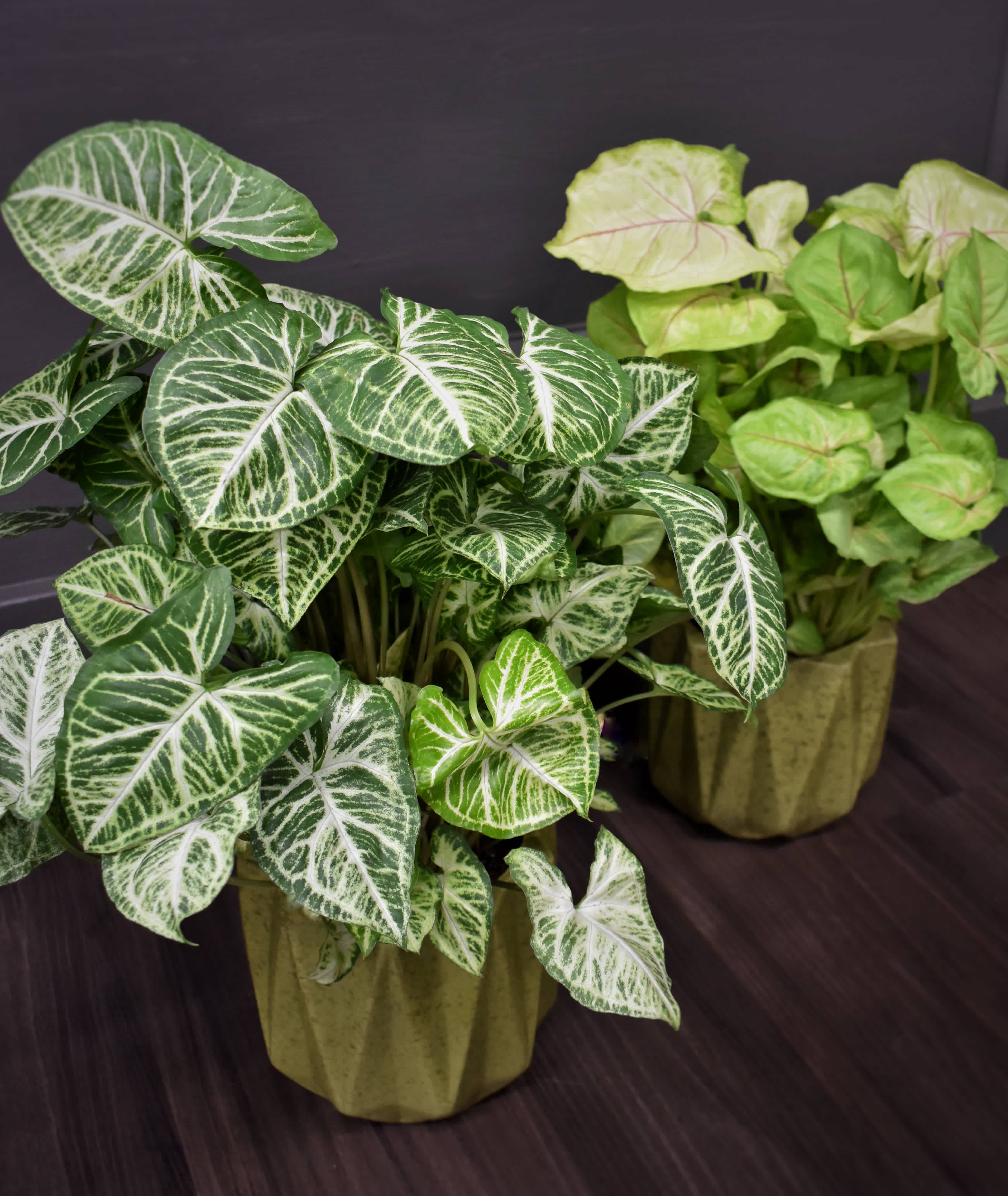 Two potted syngonium plants with variegated arrow-shaped leaves