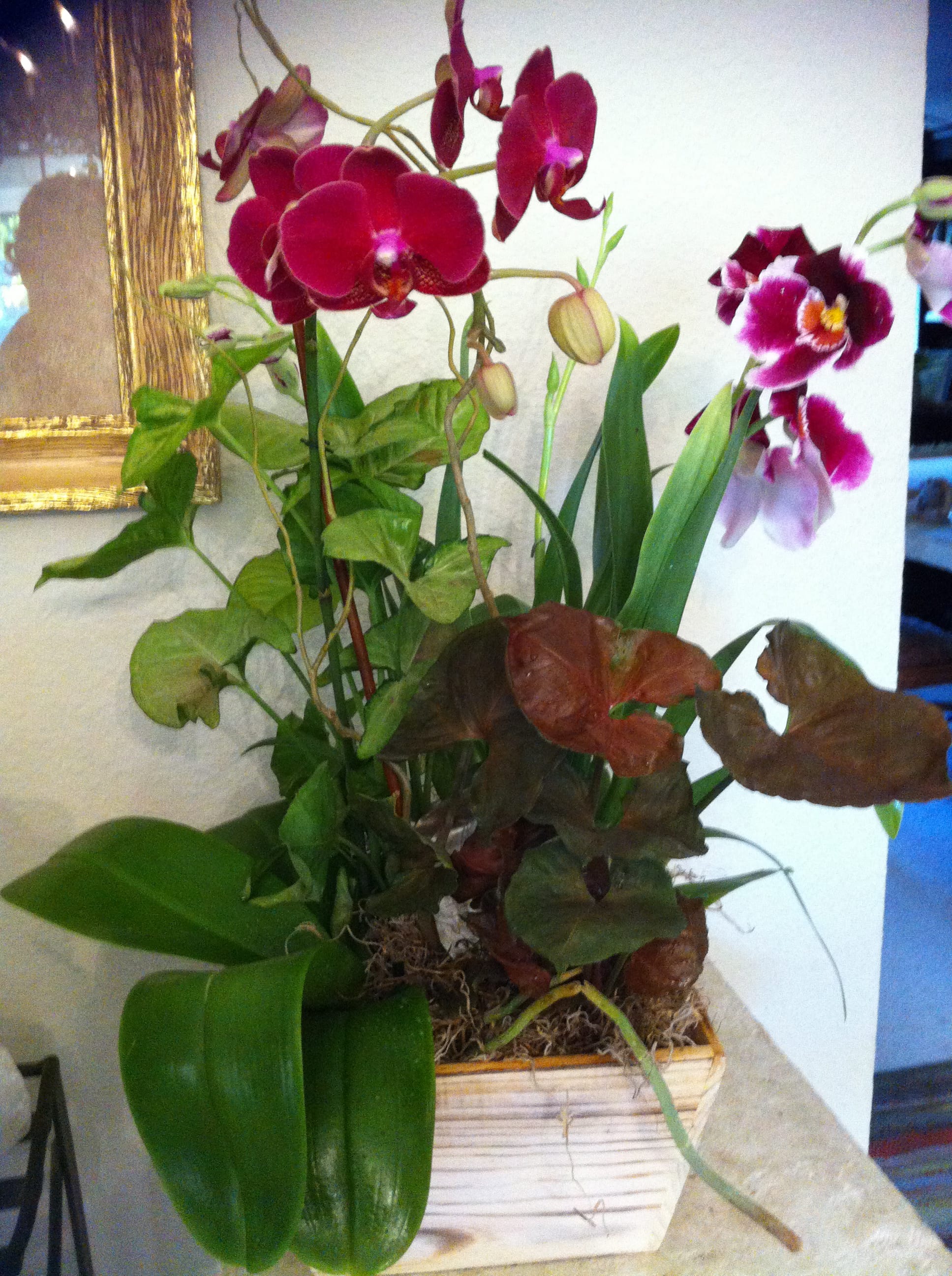 Potted orchid arrangement with magenta blooms in a white planter