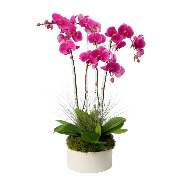 Potted pink phalaenopsis orchids with arching stems in a white ceramic container with moss at the base.