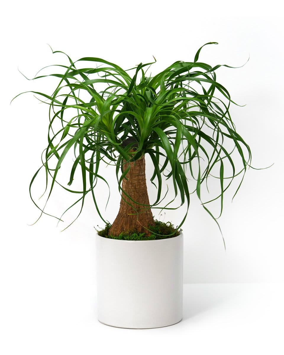 Ponytail palm-style houseplant with arching green fronds in a white round pot