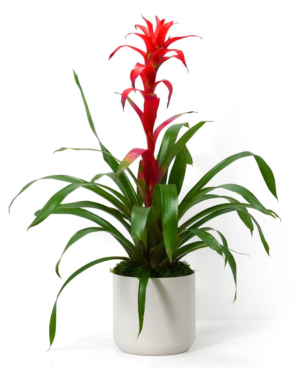 Red bromeliad plant with long green leaves in a white pot