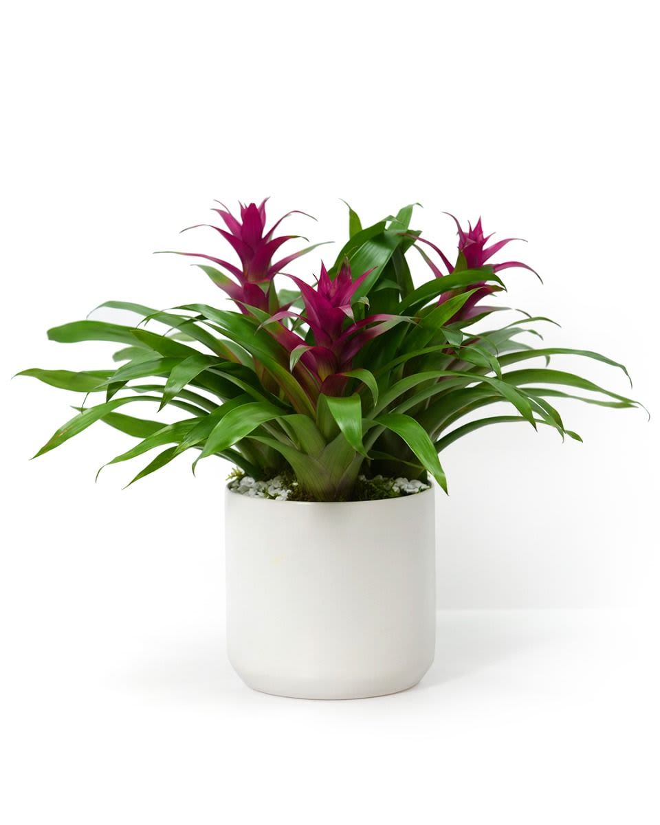 Green bromeliad plant with magenta blooms in a white ceramic pot