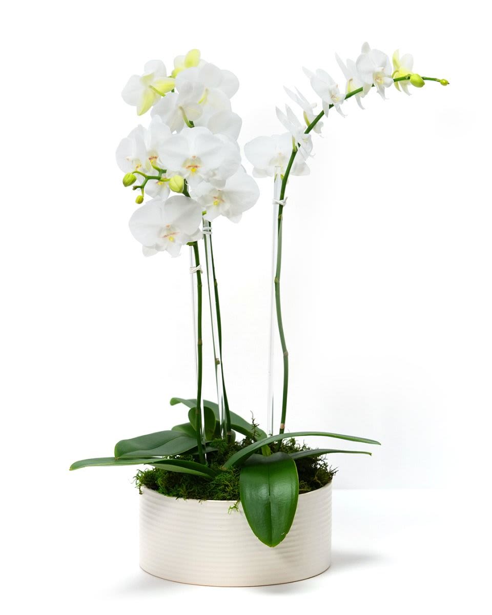 White phalaenopsis orchid plant with two tall blooming stems in a low white ceramic pot