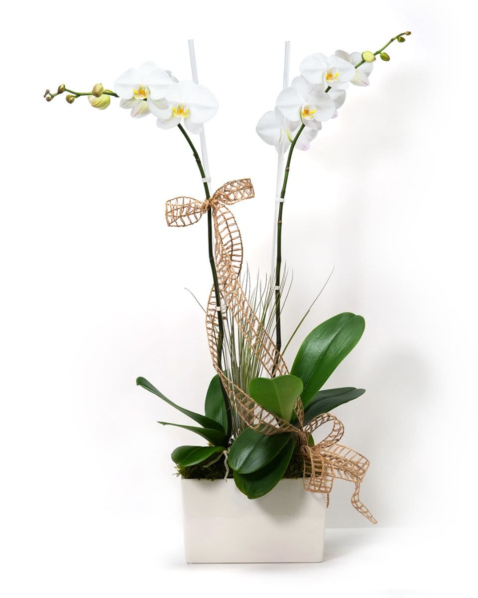 Double-stem white phalaenopsis orchid plant in a white rectangular pot with decorative ribbon.