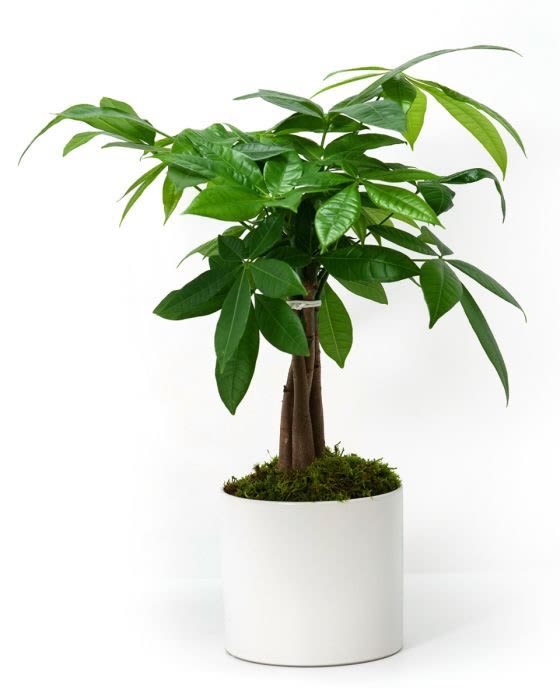 Potted indoor money tree with glossy green leaves in a white round planter