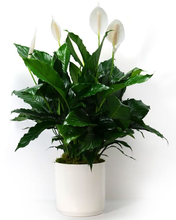 Statement Peace Lily  - Elegant and easygoing, the Peace Lily has lush leaves and white blooms—and it helps purify the air, bringing calm to any space.