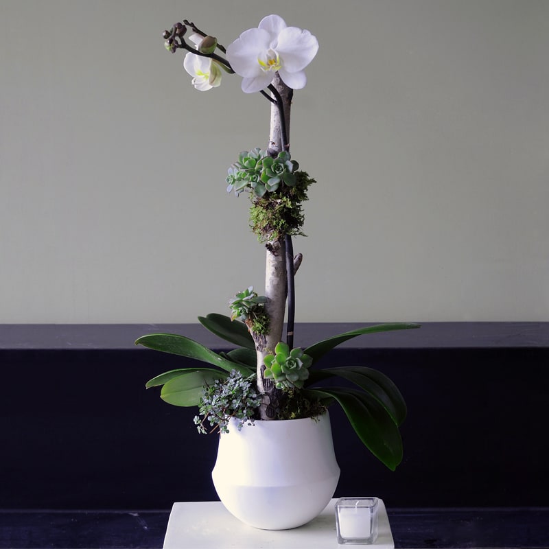 Orchid with friends - White Phalaenopsis orchid decorating with succulents