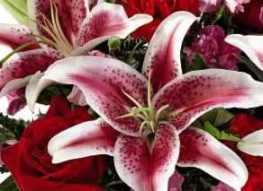 Close-up bouquet of pink-and-white lilies and red roses