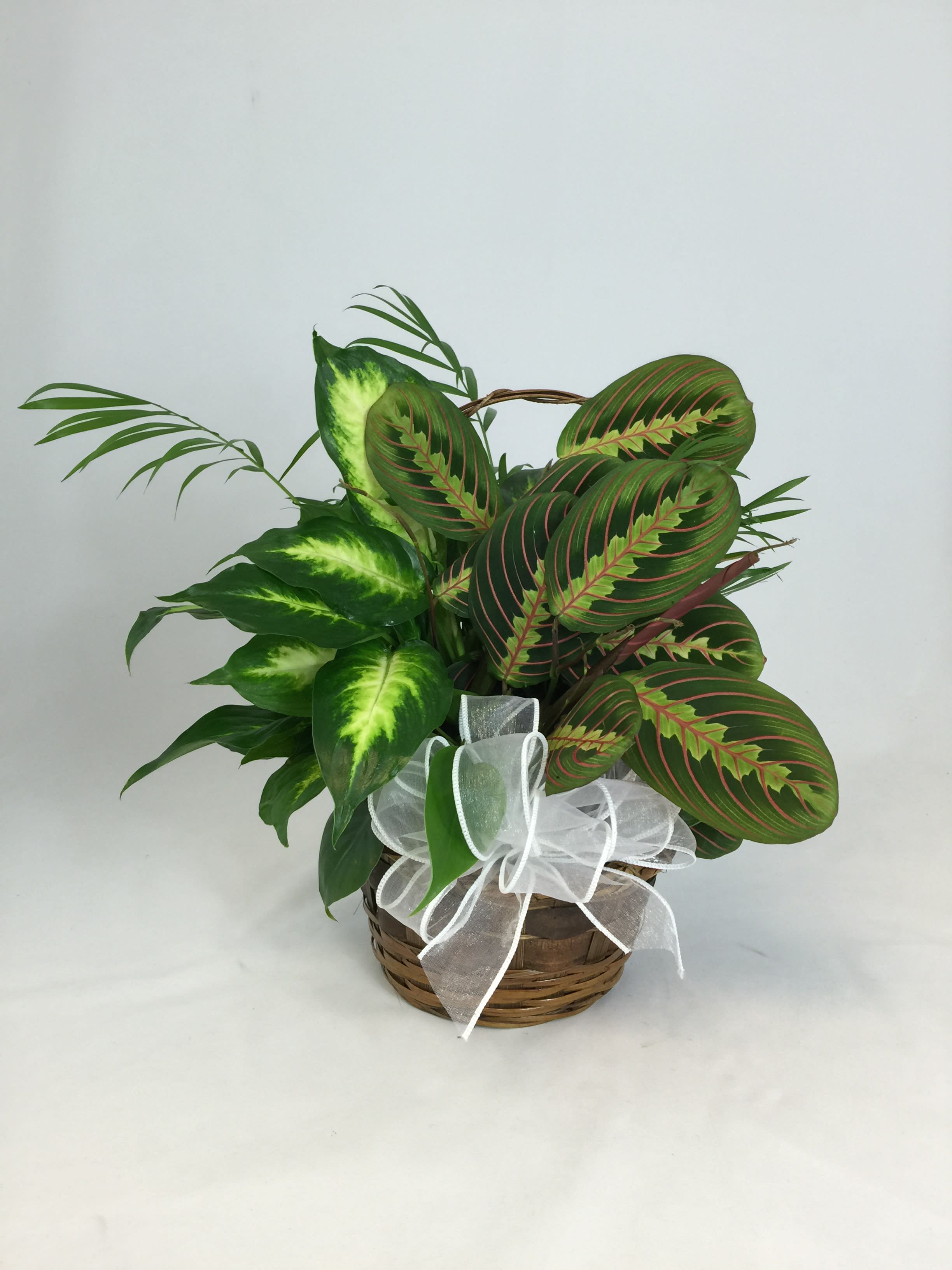 Basket of assorted green houseplants with a white ribbon bow