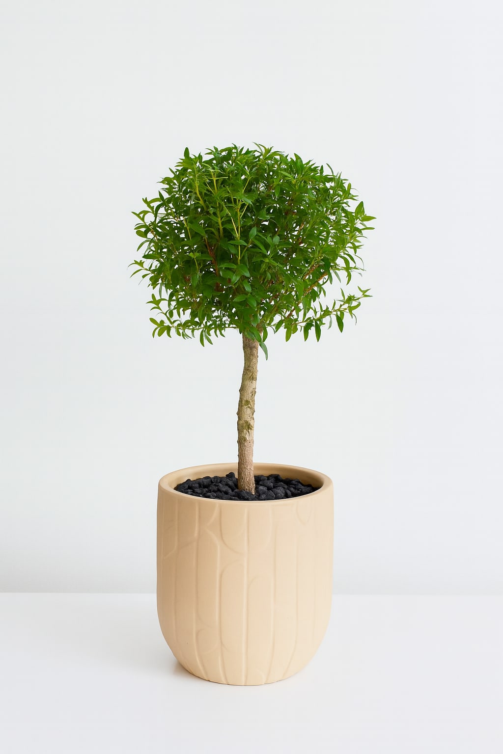 Olive Grove Myrtle Topiary - Bring timeless charm into your home with the Olive Grove Myrtle Topiary--a beautifully manicured miniature tree that adds structure, greenery and elegance to any space. With it's neat, rounded canopy and slender trunk, this myrtle variety is perfect for both modern and classic interiors.   Potted in a neutral-toned, textured ceramic planter and topped with black stones for a refined finish. It's an eye-catching pie ideal for entry tables, countertops, or office desks.   Details:  *Plant: Myrtle  *Approx total height 11"-12"  *Decorative ceramic planter included (5" in diameter) *Natural black stones for a clean, polished look  Care instructions:  Place in bright, indirect sunlight. Water when the top inch of soil feels dry. Trim lightly to maintain shape. 