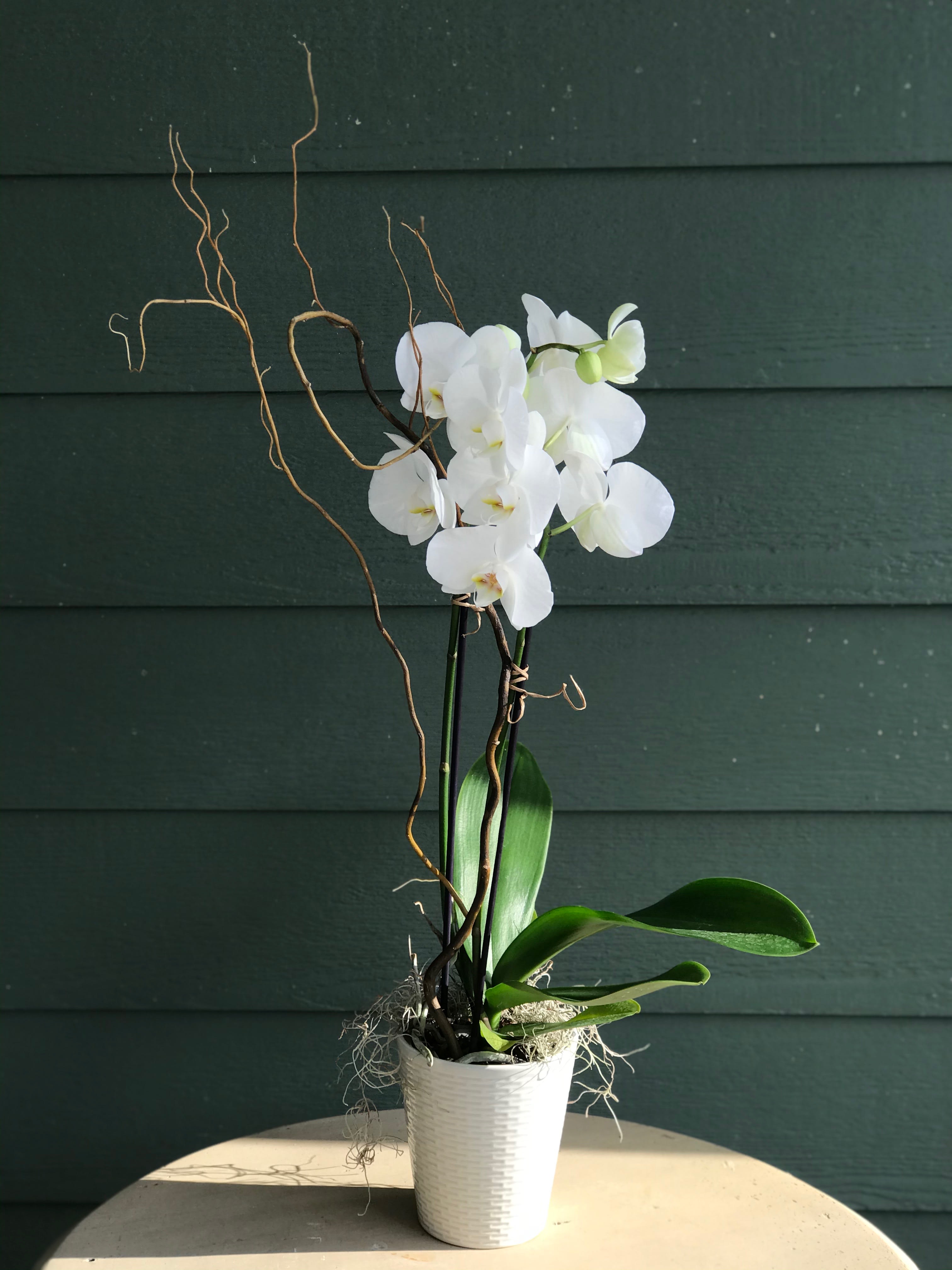 White orchid plant in a white pot with decorative branches