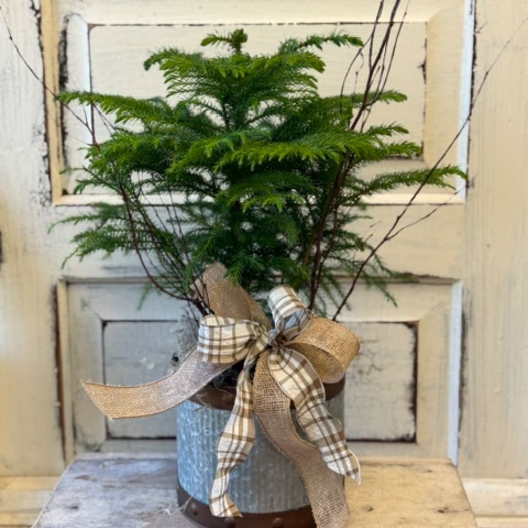 Potted evergreen plant with a plaid ribbon bow in a rustic container