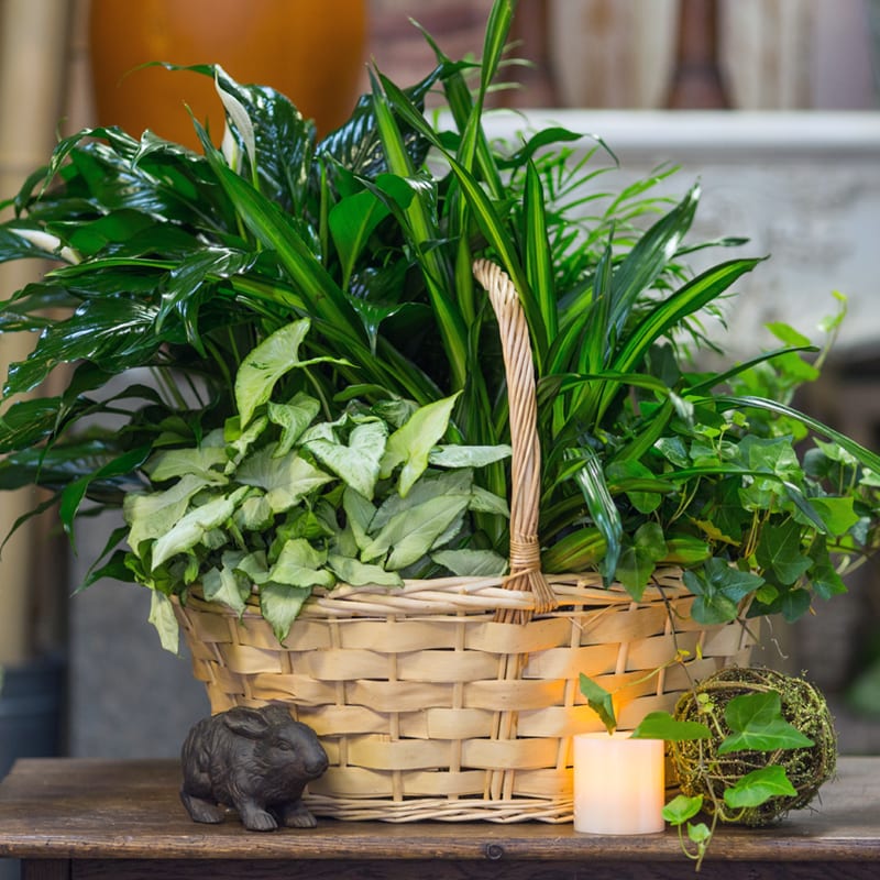 Basket of assorted green houseplants with a small candle and rabbit figurine